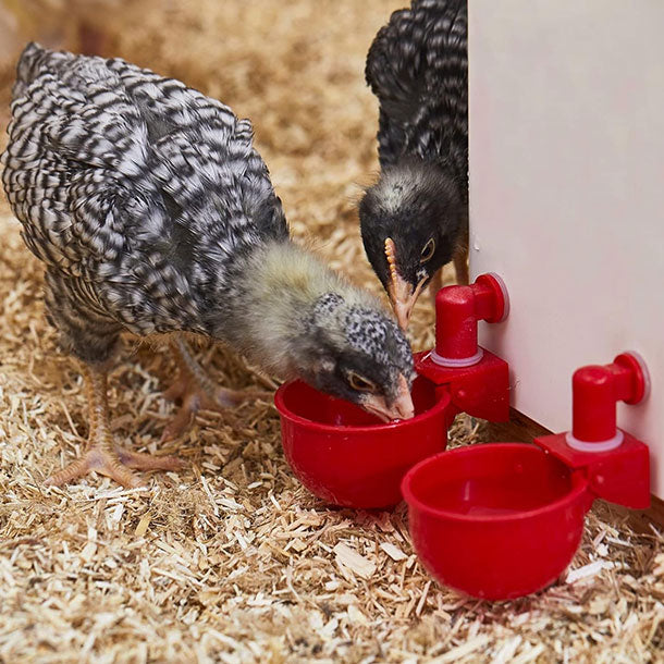 Set za automatsko napajanje kokoški i druge peradi Chick Drop