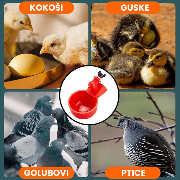Set za automatsko napajanje kokoški i druge peradi Chick Drop